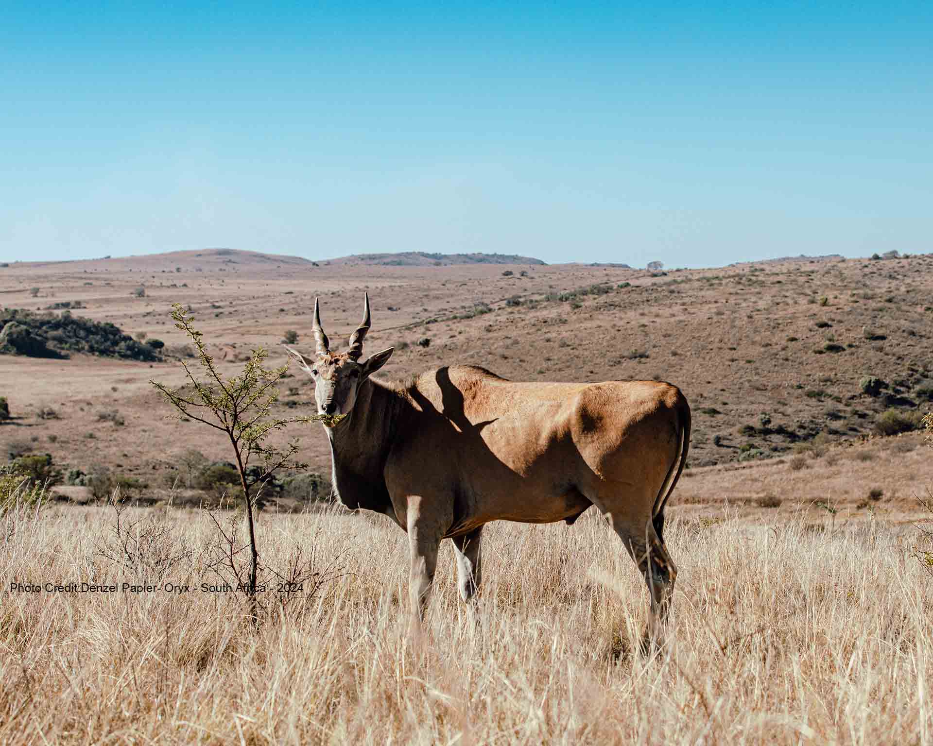 Danzel-Papier-South-Africa-Oryx-2024